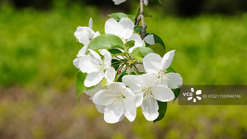 八棱海棠与红色瓢虫图片素材