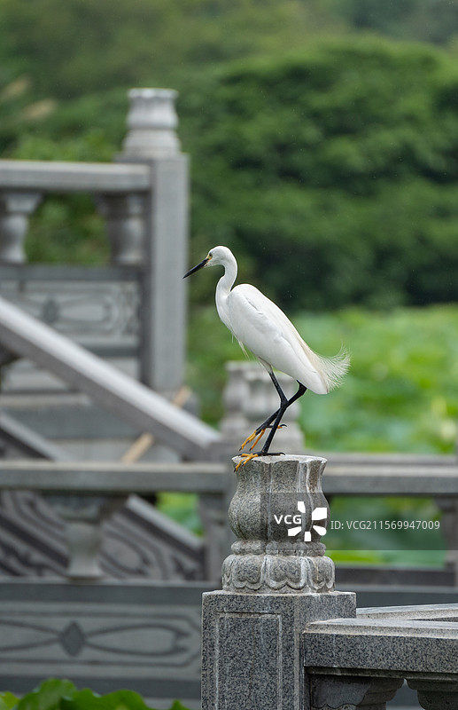 站在洪湖公园石栏上休息的白鹭图片素材
