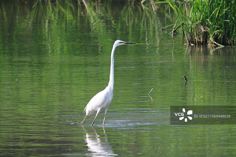 白鹭图片素材