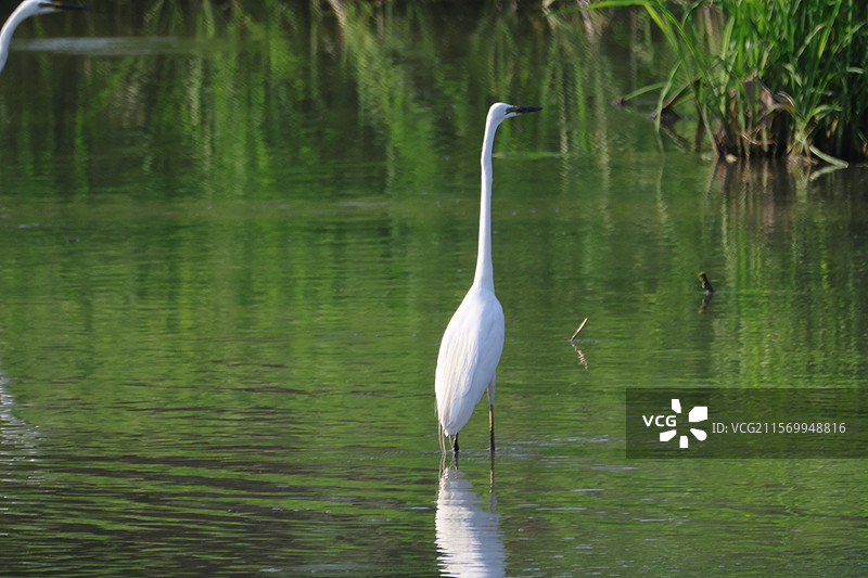 水中捕食的白鹭图片素材