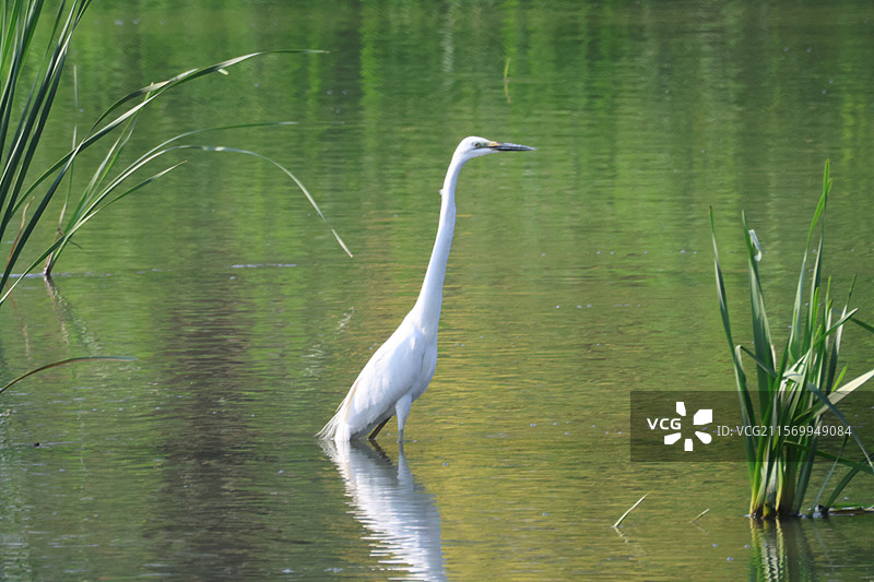 白鹭捕食图片素材