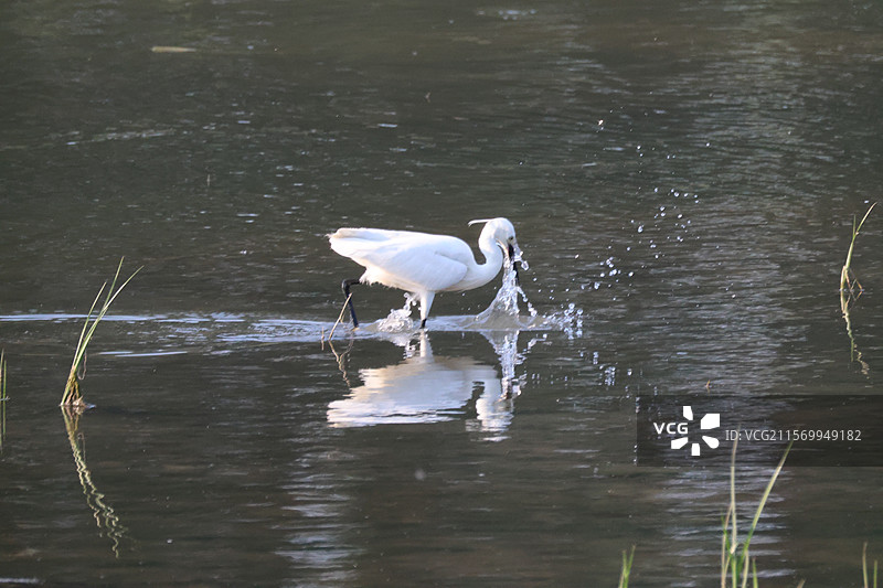 一只白鹭在水草中觅食图片素材
