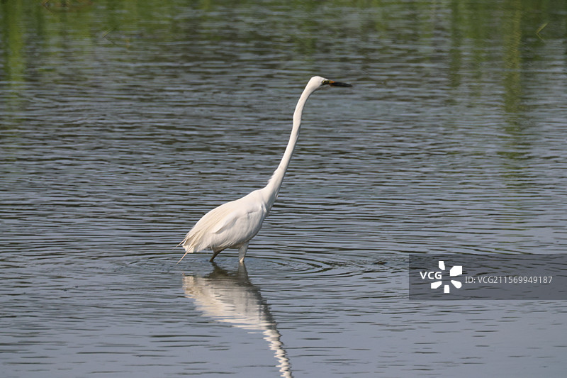白鹭图片素材