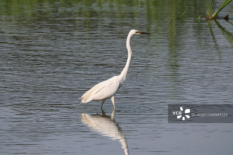 白鹭图片素材