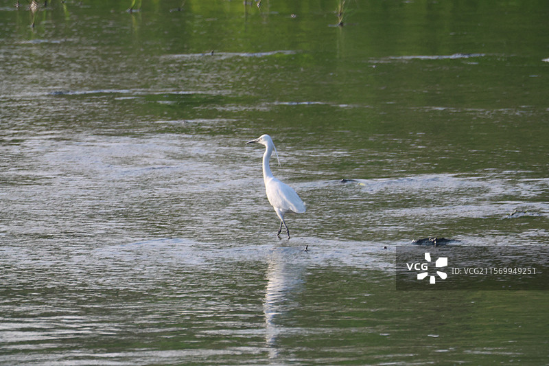 白鹭图片素材