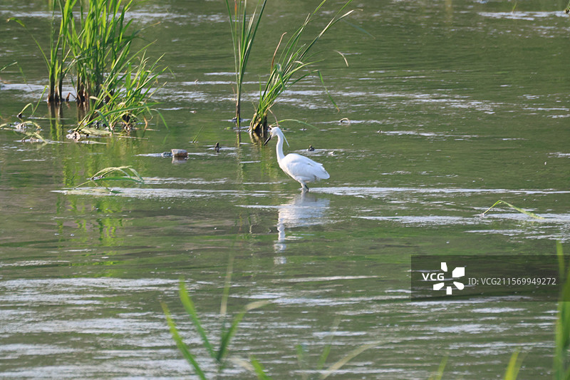 白鹭图片素材