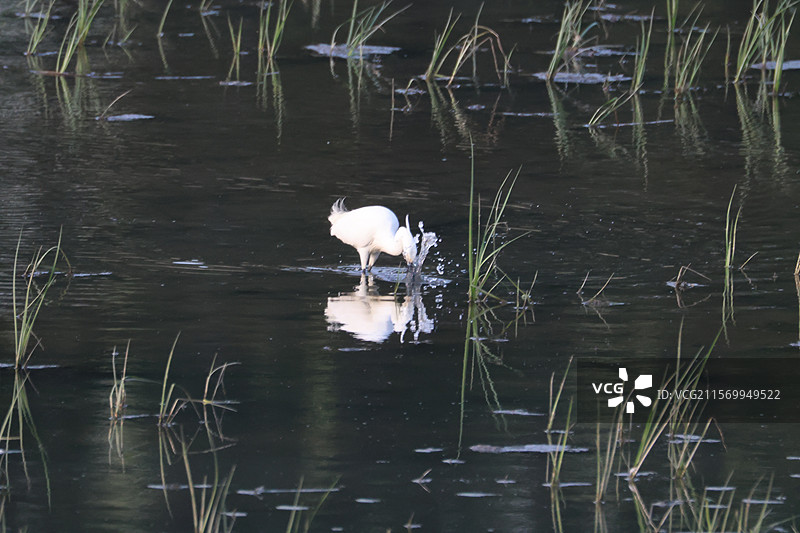 白鹭捕鱼图片素材