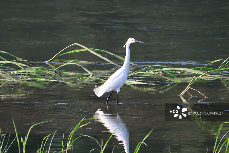 白鹭捕鱼图片素材