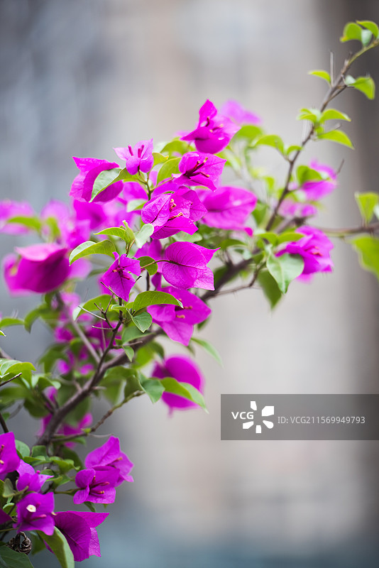 三角梅图片素材