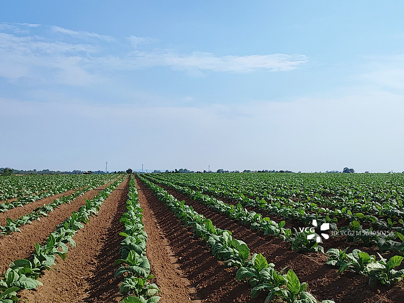 烟草地图片素材