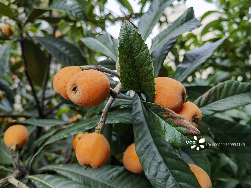 枇杷熟了图片素材