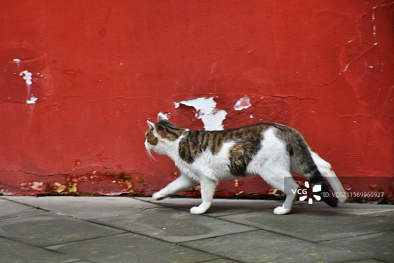 红墙下漫步的猫图片素材