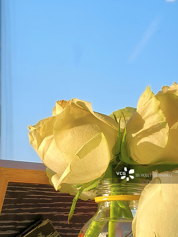 桌上花瓶里的花朵特写镜头图片素材