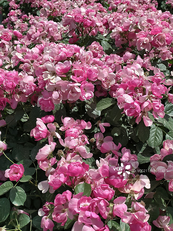 阳光下一片粉红色和玫红色的花丛图片素材