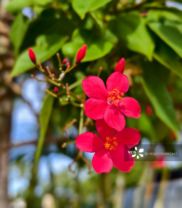 变叶珊瑚别样红图片素材