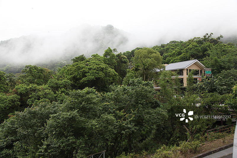 台湾台北阳明山风景山景森林植物树图片素材