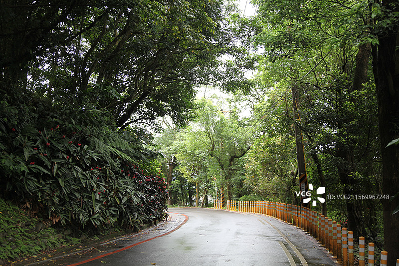台湾台北阳明山风景山景森林植物树图片素材
