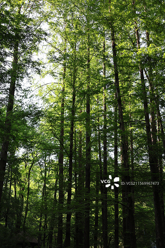 国家植物园的水杉 拍摄于黄昏图片素材