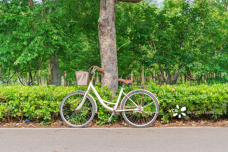 乡村林荫道边的自行车图片素材