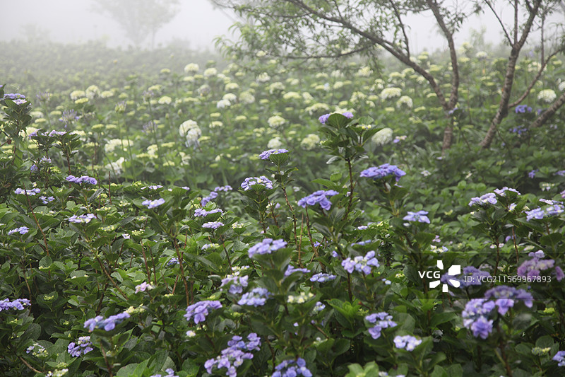 台湾台北阳明山风景植物树花溪水桥小路图片素材
