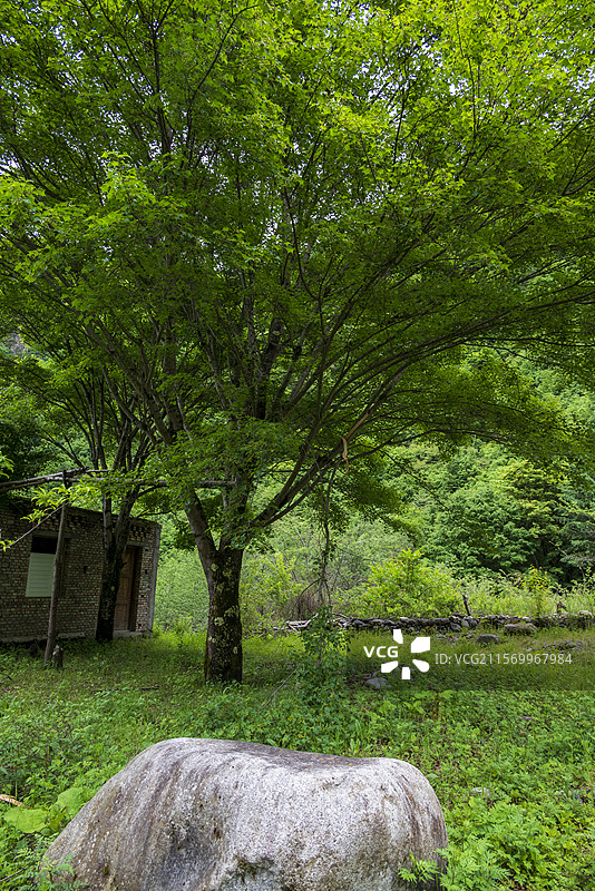 阿坝州理县甲石口沟徒步路线风光图片素材