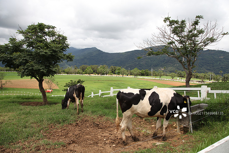 台湾台北初鹿牧场风景草地远山植物树椰树建筑牛天空图片素材