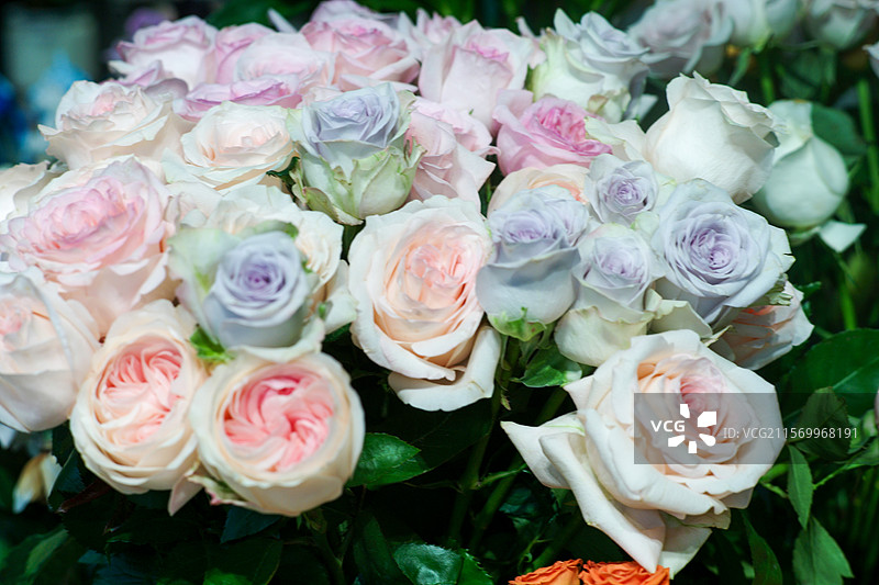 漂亮的无尽夏图片素材