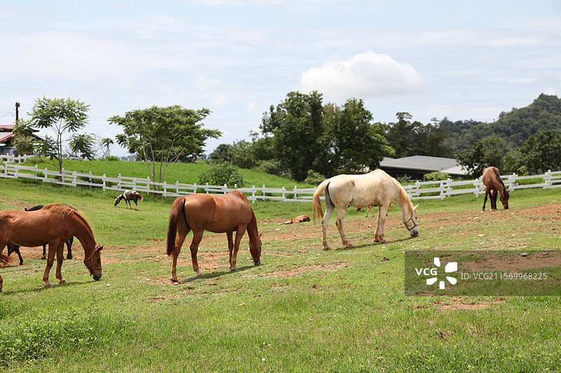 台湾台北初鹿牧场马特写动物草地天空图片素材