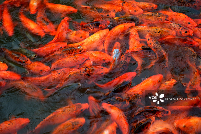 湖中锦鲤图片素材