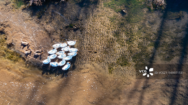 水中的鸭子图片素材