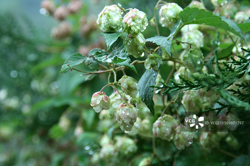 甘肃天水麦积山石窟带露珠的啤酒花图片素材