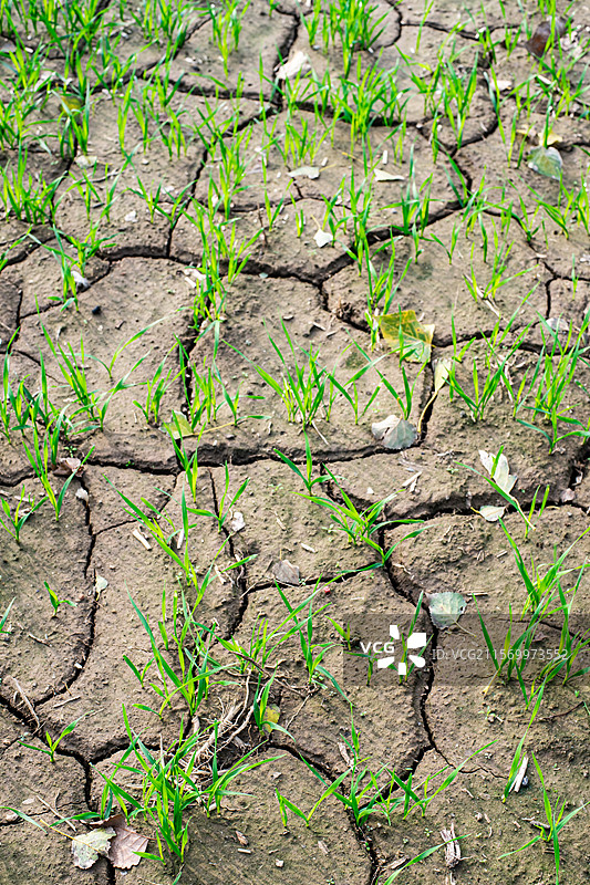 中国野生植物和野外植物，田地里生长出一片绿色的小麦麦田，龟裂的土地，户外白昼无人图像摄影图片素材