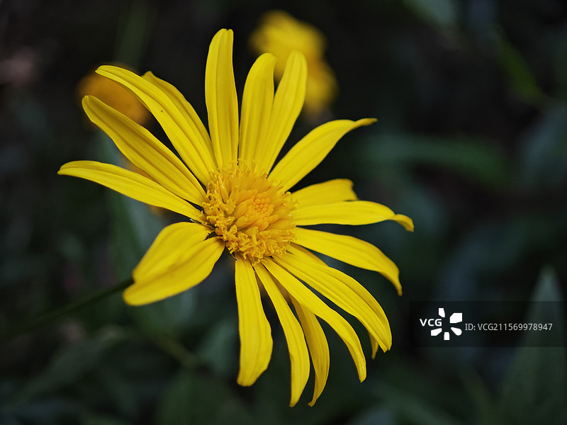 山金车图片素材