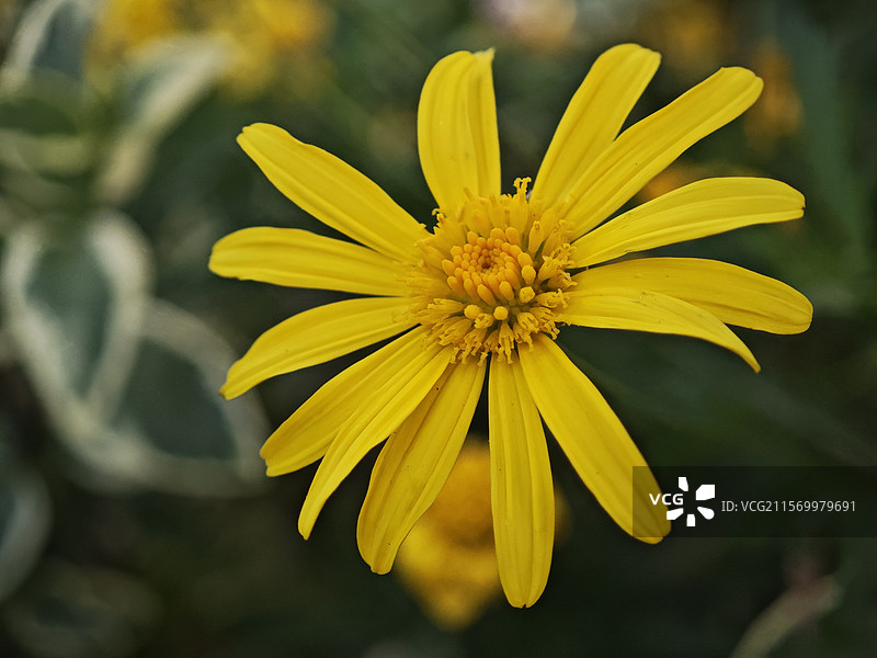 山金车图片素材