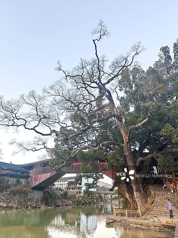 浙江 温州 泰顺 廊桥文化园 北涧桥 千年古树图片素材