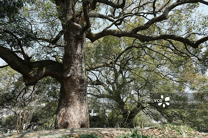 昌溪古村八百年龙凤樟树图片素材