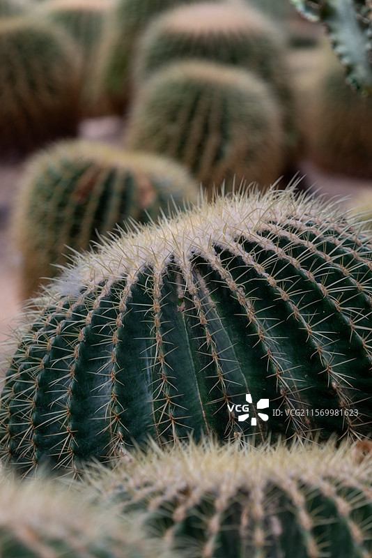 北京世界花卉大观园中的仙人掌科植物图片素材