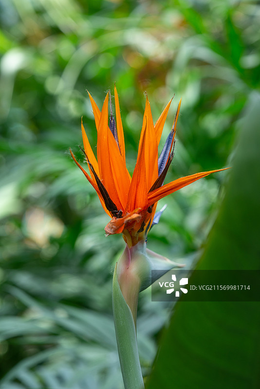 北京世界花卉大观园中的植物——鹤望兰图片素材