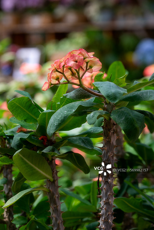 北京世界花卉大观园中的植物——虎刺梅图片素材