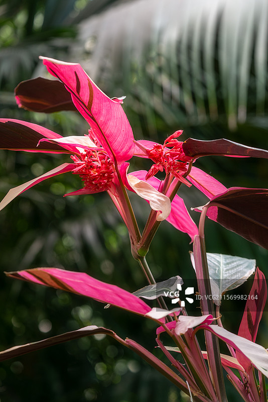 北京世界花卉大观园中的植物——紫背竹芋图片素材