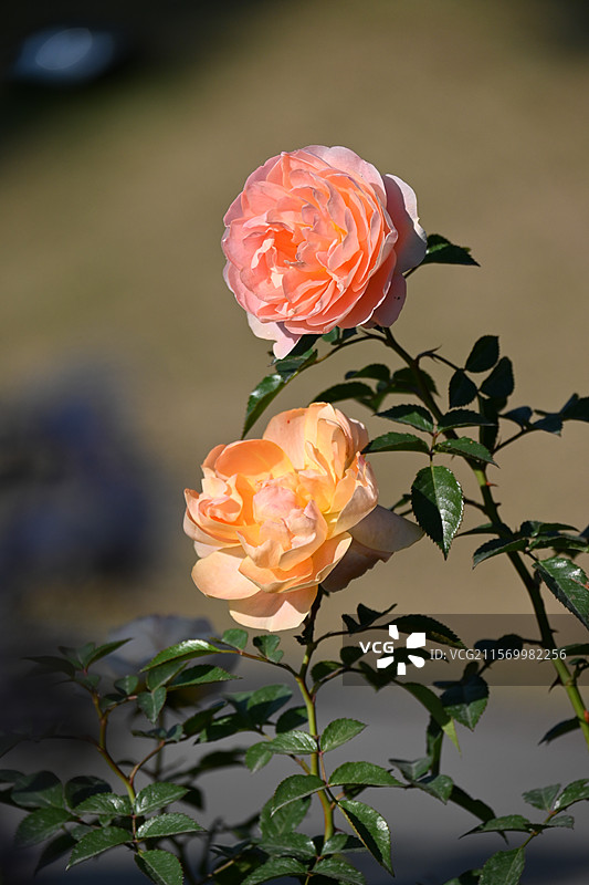 盛开的月季花特写图片素材