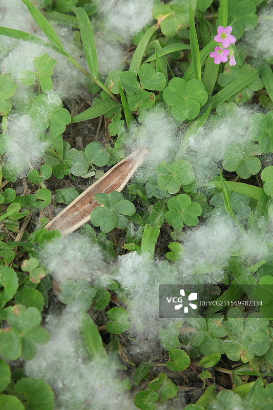 木棉树棉花棉絮图片素材