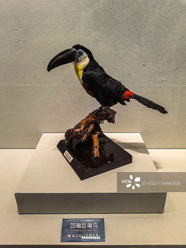 凹嘴巨嘴鸟吧标本图片素材