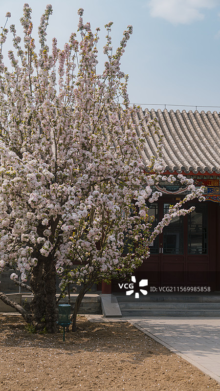 【北京郭沫若故居】春日海棠花树无人古建筑小院图片素材