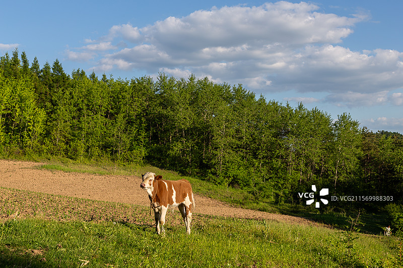 吉林白山市山景及农田风光农耕图片素材