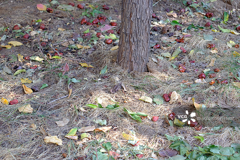 枣树下落了一地的大红枣。风景。自然风光图片素材