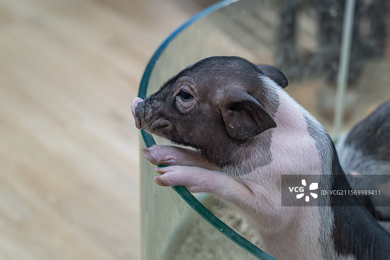 宠物店被圈养的小香猪在探着脑袋图片素材