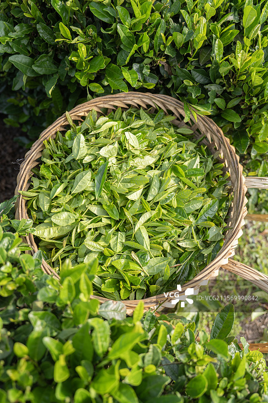 装在背篓里新鲜采摘的茶树鲜叶图片素材