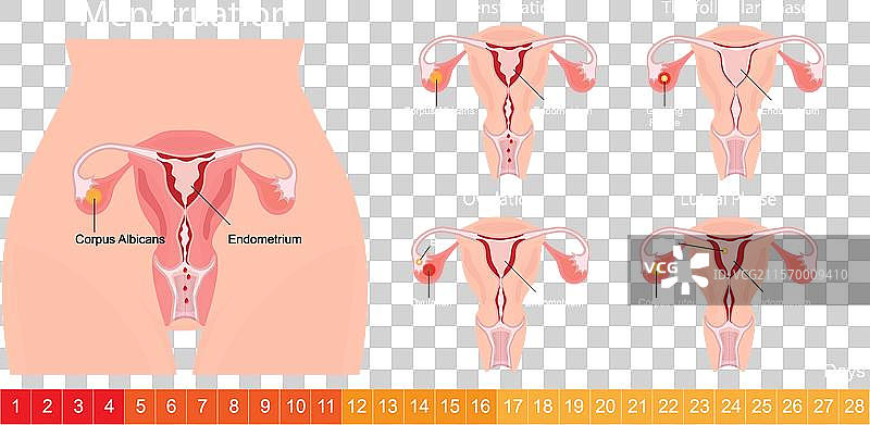 月经是定期排出血液的过程。图片素材