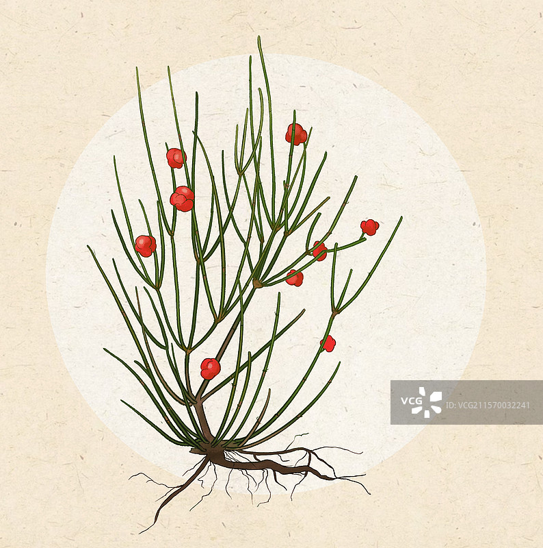 麻黄中药插画图片素材